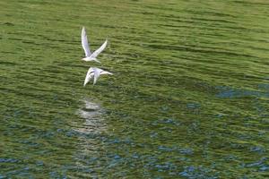 Sterna comune sterna hirundo lagar fiume belfast Irlanda del Nord Regno Unito foto