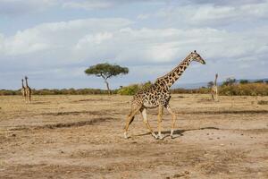 safari attraverso il selvaggio mondo di il maasai mara nazionale parco nel kenya. Qui voi può vedere antilope, zebra, elefante, leoni, giraffe e molti altro africano animali. foto