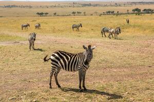 safari attraverso il selvaggio mondo di il maasai mara nazionale parco nel kenya. Qui voi può vedere antilope, zebra, elefante, leoni, giraffe e molti altro africano animali. foto