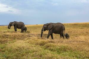 safari attraverso il selvaggio mondo di il maasai mara nazionale parco nel kenya. Qui voi può vedere antilope, zebra, elefante, leoni, giraffe e molti altro africano animali. foto