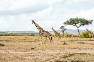 safari attraverso il selvaggio mondo di il maasai mara nazionale parco nel kenya. Qui voi può vedere antilope, zebra, elefante, leoni, giraffe e molti altro africano animali. foto