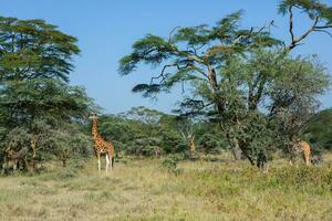 safari attraverso il selvaggio mondo di il maasai mara nazionale parco nel kenya. Qui voi può vedere antilope, zebra, elefante, leoni, giraffe e molti altro africano animali. foto