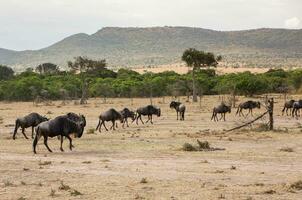 safari attraverso il selvaggio mondo di il maasai mara nazionale parco nel kenya. Qui voi può vedere antilope, zebra, elefante, leoni, giraffe e molti altro africano animali. foto