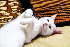 gatto bianco sdraiato su un tappeto. ranui, auckland, nuova zelanda