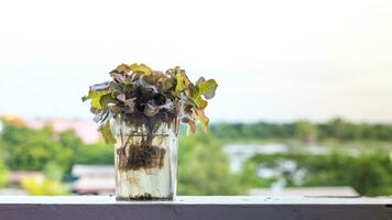 biologico verdure nel chiaro bicchiere non tossico piantare foto