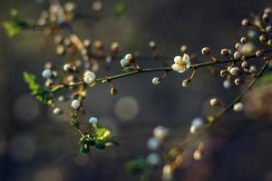 fiori di ciliegio in primavera per lo sfondo o copia spazio per il testo. focalizzazione morbida foto