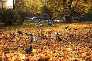 un grande stormo di piccioni decolla da terra in aria nel parco in autunno. piccioni selvatici volanti foto