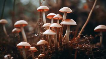generativo ai, fresco diverso funghi, autunno raccolto, estetico smorzato neutro colori foto