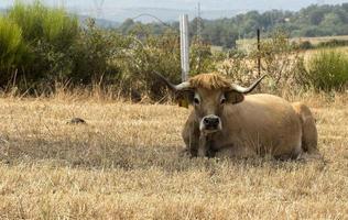 mucca di razza mirandesa in portogallo foto