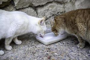 gatti che bevono latte foto