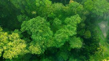 verde foresta albero sfondo backgroun superiore Visualizza foto