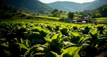 tabacco in crescita aziende agricole foto