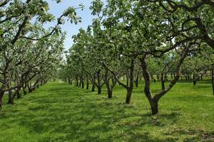 avvicinamento di ciliegia fiorire nel pieno fioritura. ciliegia fiori nel primavera. ciliegia albero ramo nel giardino. giapponese sakura. primavera concetto. primavera fioritura di frutta alberi. delicato bianca fiori foto