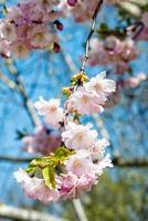 fotografia ravvicinata con messa a fuoco selettiva. bellissimo fiore di ciliegio sakura in primavera nel cielo blu. foto