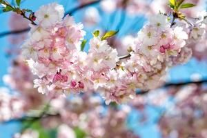 fotografia ravvicinata con messa a fuoco selettiva. bellissimo fiore di ciliegio sakura in primavera nel cielo blu.