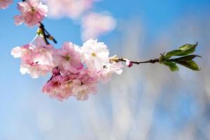 fotografia ravvicinata con messa a fuoco selettiva. bellissimo fiore di ciliegio sakura in primavera nel cielo blu.