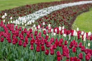 città riga, repubblica lettone. bandiera lettone da tulipani, rosso e bianco. - Immagine foto