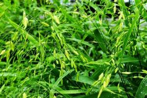 messa a fuoco selettiva. Immagine. primo piano del fogliame verde fresco con gocce d'acqua dopo la pioggia - immagine foto