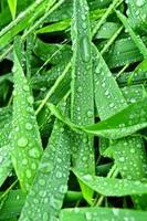 messa a fuoco selettiva. Immagine. primo piano del fogliame verde fresco con gocce d'acqua dopo la pioggia - immagine
