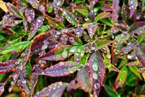 messa a fuoco selettiva. Immagine. primo piano del fogliame verde fresco con gocce d'acqua dopo la pioggia - immagine foto