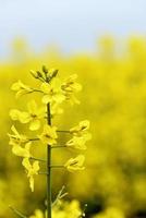 bellissimi fiori gialli, campo di colza in fiore foto