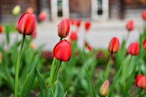 tulipani in fiore in un giardino