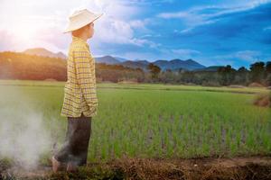 contadina che fissa le piantine di riso verde foto