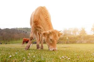 bellissimo ritratto di mucca marrone nel prato foto