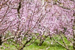 giardino di pesche primaverili, fiori rosa. foto