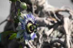 luminoso fiore della passione foto