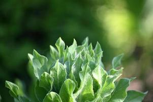 germoglio verde di una pianta perenne foto