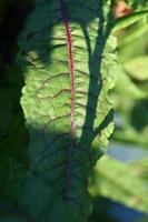 foglia verde con venature rosse foto