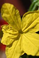 grande fiore di cetriolo giallo brillante foto