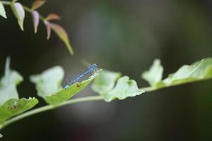 una libellula blu atterra su una foglia verde foto