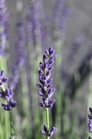 piccoli fiori di lavanda blu su uno stelo verticale foto