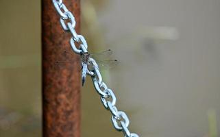 una grande libellula atterra su una catena d'acciaio foto