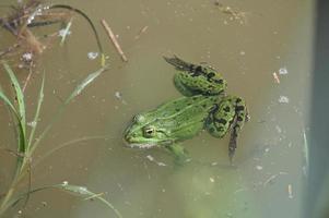 una grande rana verde sulla riva foto