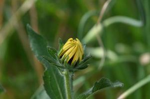 bocciolo di fiore del parco perenne foto