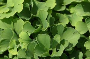 trama di foglie verdi di ginkgo foto