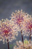 infiorescenze di aglio ornamentale in fiore foto