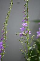 campanelli viola su uno stelo alto foto