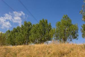 gruppo di alberi su uno sfondo di cielo blu foto