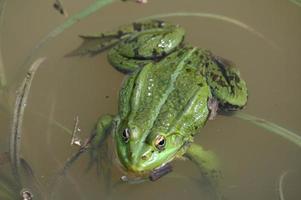 una grande rana verde sulla riva foto