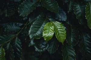 piantagione di caffè nella foresta tropicale foto