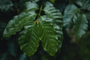 piantagione di caffè nella foresta tropicale foto