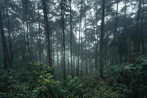 alberi nella nebbia, foresta di paesaggio selvaggio con alberi di pino