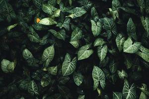 foglie verdi sfondo naturale sfondo foglia tropicale, foto