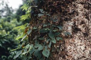 foglie nella foresta inquadratura dal basso della foresta di faggi in primavera foto