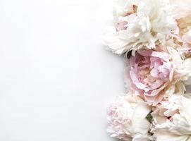 fiori di peonia su uno sfondo bianco foto