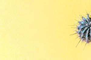 sfondo da parti di un cactus su uno sfondo giallo. trama della pianta con spine. foto